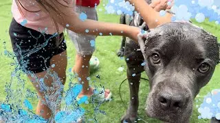 💦100lb Cane Corso Gets a Bath from Grandma & the Kids! | Hilarious Wet Chaos 🐾