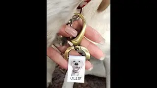 Waggy Swaggy Tags Custom Pet ID Tags/swaggytagsofficial/Personalized Dog Tags/ Waggy Tags/ Dog ID