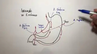 Estômago Irrigação - Anatomia em 3 min