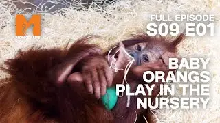 Orphan Orang-utans Explore Nursery Life | Season 9 Episode 1 | Full Episode | Monkey Life
