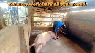 Beloved rural life &ndash; Following grandma as she cuts grass, raises cows, and tends pigs