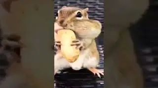 Eating challenge by Squirrel...
