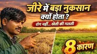 जीरा खेती में नुकसान क्यों? | Jiru Farming Tips | Cumin Crop 8 Mistakes
