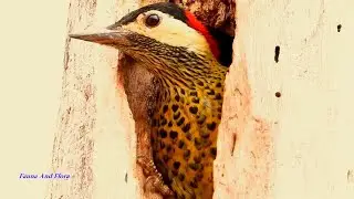 GREEN-BARRED WOODPECKER female nesting (COLAPTES MELANOCHLOROS), PICA-PAU-VERDE-BARRADO.