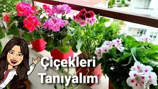TERASI GEZELİM..🥰⚘🌷🪴#çiçekisimleri#çiçekleritanıyalım#sardunya#küpeçiçeği#gül#karanfil#petunya