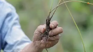 Ngak Nyangka Sayur Pakis Bisa Di Budidayakan
