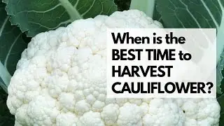 When is the BEST TIME to HARVEST CAULIFLOWER? Learn when and how to harvest cauliflower