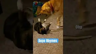 Dope Rhymes 🎤🐈