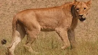 South Africa 4k UHD