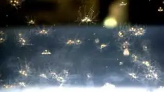 Jellyfish.Scolionema suvaense.コモチカギノテクラゲ。