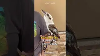 Kookaburra | The Bird That Laughs Like a Maniac!