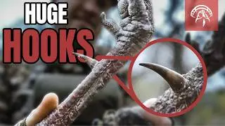 HUGE HOOKS right off the Roost // Texas RIO GRAND Turkeys // Strut Commander Spring 2025