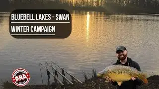 BLUEBELL LAKES || SWAN || MALLARD || WINTER CARP FISHING 2026