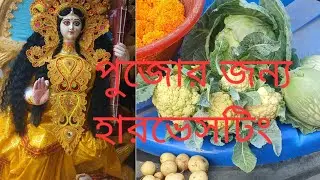 সরস্বতী পুজোর জন্য ফুল ও সবজি হারভেসট করলাম #rooftop #gardening 