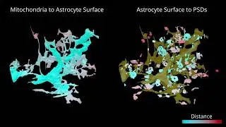 Eikonal flow for mapping distances inside astrocytes (3)
