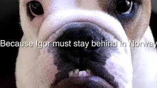 A true bulldog love story