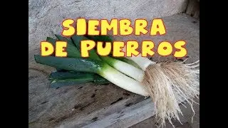 Como sembrar Puerros || Tu Huerto fácil || #cultivando