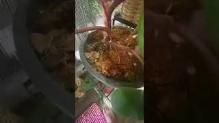 Strawberry shake air roots  with cocopeat