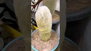 Exploring different cactus varieties 🌵 #gardening #plants #ytshorts