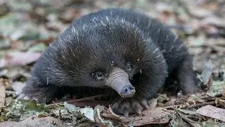 First spiny anteater puggle hatched at Safari Park