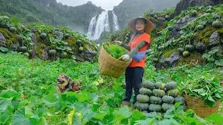 Harvest Pumpkin And Pumpkin Shoots To Sell At The Market &ndash; Cook With Them &ndash; Garden
