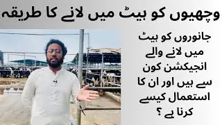 Formula To Bring Heifer in Heat || Heifer ko Heat Main Lany ka Formula || Anestrus in Heifer ||