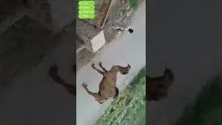 Camel The Ship Of Desert #camel #trending #shortvideo #fun