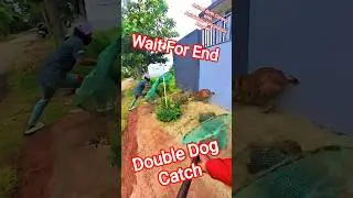 Double Dog Catch Davangere City #streetdogplanet44 #dog #ytviral #pets