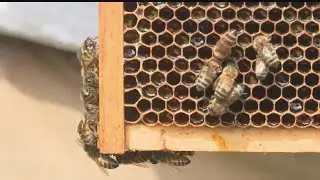 Good or bad? Warm weather has bees buzzing