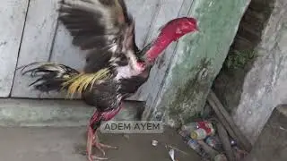 Ayam 224 - Ayam Jago Bangkok Unggulan Kepala Plontos | Premium Bangkok Rooster With Bald Head