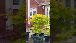 Beautiful Maple Trees 🪴🪴🪴