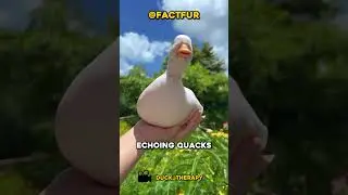 Call Ducks - The CUTEST Ducks Ever 🦆