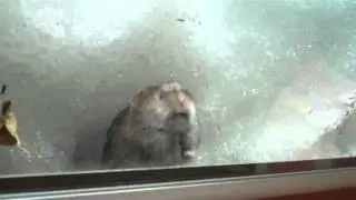 Mouse Peeking Into My Window