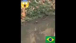 capivarinha vida loka 😎