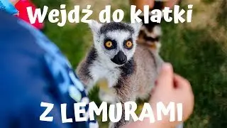 Lemur Park Rumia - atrakcje