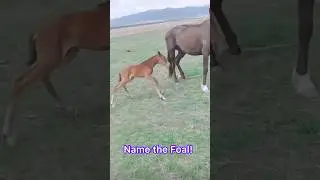 Name the Foal! 🐴
