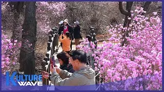[Features reporter] Spring bliss at Bucheon Azalea Festival