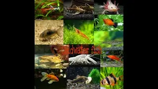 Different types of cold water fish.