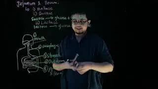 BIOLOGY | Form 4 Chapter 6: Digestive System