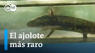 La especie endémica del Bosque de Agua