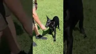 You need to be hand feeding from day one
