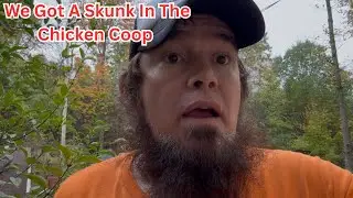 Skunk Removal From Chicken Coop 