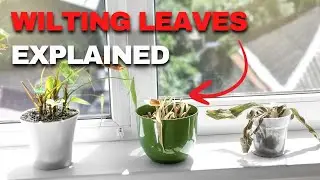 Why Are My Leaves Drooping or Wilting? 😩 | What&rsquo;s Wrong With My Plant? Ep. 4