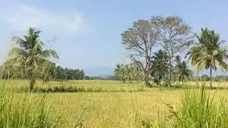 Life in rural Sri Lanka 🇱🇰 | paddy field harvesting | Mahiyanganaya | Mar 2024 @ 10.00 am