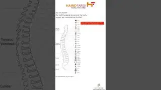 Spine is the Pilar of Human Body, Ceragem Pakistan DHA Centre Karachi provide you SPINE SCIENCE.