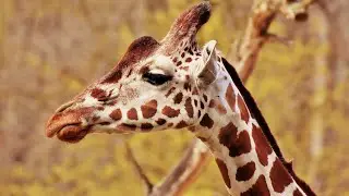 animals that never close their  eyes when sleeping