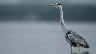 HERON BIRD|SOUND/ CALL@hmetv5490