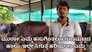 55 ರೂಪಾಯಿ ಲೀಟರ್ ಹಾಲು ಗುಣಮಟ್ಟದ ಹಾಲು ಕೊಡುವ ಮುರ್ರ ಎಮ್ಮೆ ಈಗ ಇಲ್ಲಿ ಸಿಗುತ್ತದೆ|KRUSHI SANCHARI
