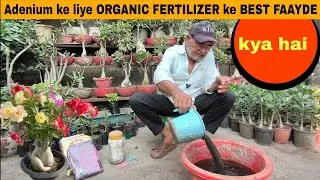 Adenium ke liye ORGANIC FERTILIZER ke BEST FAAYDE kya hain?