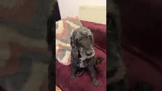 My jazz my 16years old cockapoo!! Love her so much!!! #dog #youtubeshorts #tranding